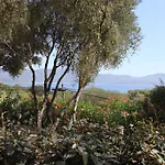 Ogliastrello